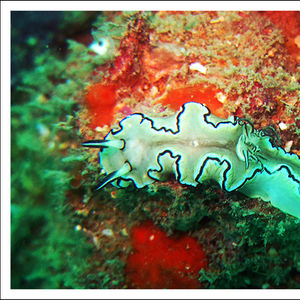 Doriprismatica atromarginata Doriprismatica atromarginata 黑边多彩海蛞蝓 Thailand 泰国 Similan 斯米兰 @LazyDiving.com 潜水时光