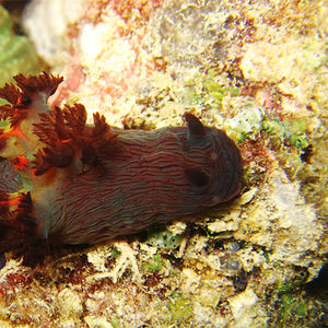 Nembrotha mullineri Nembrotha mullineri 棕色多角海蛞蝓 Malaysia 马来西亚 Sipadan 诗巴丹 @LazyDiving.com 潜水时光