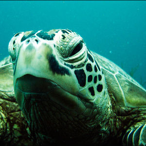 Chelonia mydas 马来西亚 Malaysia , 诗巴丹 Sipadan @LazyDiving.com 潜水时光