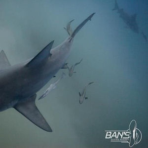 Carcharhinus leucas Carcharhinus leucas 公牛鲨 Thailand 泰国 Koh Tao 龟岛 @LazyDiving.com 潜水时光