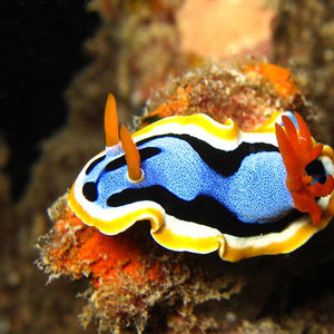 Chromodoris annae Chromodoris annae 马来西亚 Malaysia , 诗巴丹 Sipadan @LazyDiving.com 潜水时光