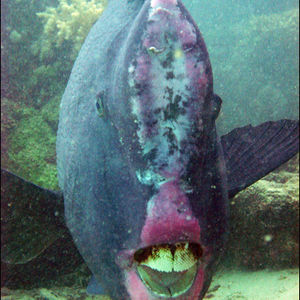 Bolbometopon muricatum Bolbometopon muricatum 马来西亚 Malaysia , 诗巴丹 Sipadan @LazyDiving.com 潜水时光