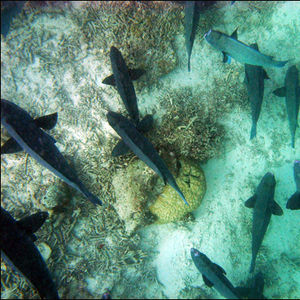 Bolbometopon muricatum Bolbometopon muricatum 马来西亚 Malaysia , 诗巴丹 Sipadan @LazyDiving.com 潜水时光