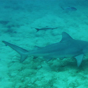 Carcharhinus leucas Carcharhinus leucas 公牛鲨 Thailand 泰国 Koh Tao 龟岛 @LazyDiving.com 潜水时光