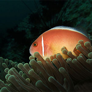 Amphiprion perideraion 泰国 Thailand , 龟岛 Koh Tao @LazyDiving.com 潜水时光