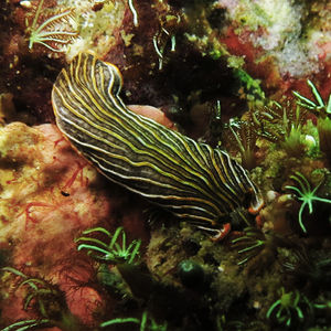 Dermatobranchus 泰国 Thailand , 龟岛 Koh Tao @LazyDiving.com 潜水时光