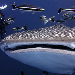 Rhincodon typus 泰国 Thailand , 龟岛 Koh Tao @LazyDiving.com 潜水时光