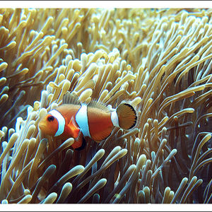 Amphiprion ocellaris 泰国 Thailand , 斯米兰 Similan @LazyDiving.com 潜水时光