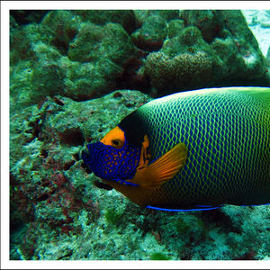 Pomacanthus xanthometopon Pomacanthus xanthometopon 蓝脸天使鱼 Thailand 泰国 Similan 斯米兰 @LazyDiving.com 潜水时光