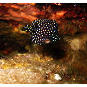 Ostracion meleagris Ostracion meleagris 白点箱鲀 Thailand 泰国 Similan 斯米兰 @LazyDiving.com 潜水时光