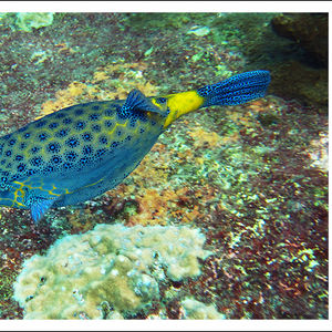 Ostracion cubicus Ostracion cubicus 点斑箱鲀 Thailand 泰国 Similan 斯米兰 @LazyDiving.com 潜水时光