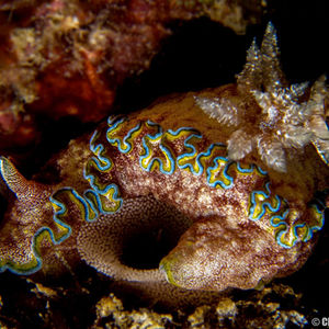 Glossodoris cincta 泰国 Thailand , 龟岛 Koh Tao @LazyDiving.com 潜水时光