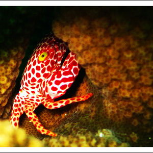Trapezia rufopunctata Trapezia rufopunctata 泰国 Thailand , 斯米兰 Similan @LazyDiving.com 潜水时光