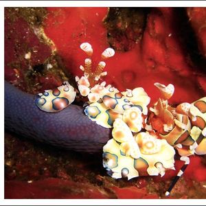 Hymenocera picta Hymenocera picta 泰国 Thailand , 斯米兰 Similan @LazyDiving.com 潜水时光