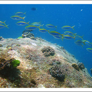 Caesio xanthonota 泰国 Thailand , 斯米�兰 Similan @LazyDiving.com 潜水时光