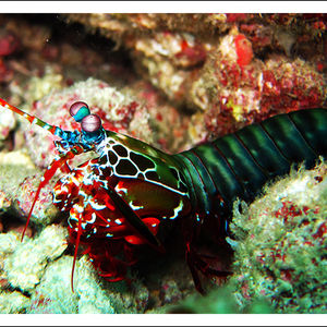 Odontodactylus scyllarus Odontodactylus scyllarus 纹华青龙虾 Thailand 泰国 Similan 斯米兰 @LazyDiving.com 潜水时光