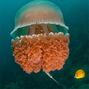 Thysanostoma thysanura 泰国 Thailand , 龟岛 Koh Tao @LazyDiving.com 潜水时光