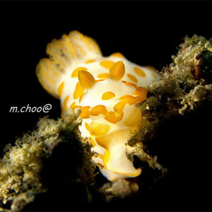 Gymnodoris impudica Gymnodoris impudica 花斑裸鰓海蛞蝓 Malaysia 马来西亚 Tioman 刁曼岛 @LazyDiving.com 潜水时光