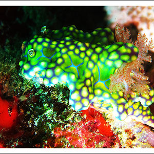 Miamira sinuata Miamira sinuata 曲折多彩海蛞蝓 Thailand 泰国 Similan 斯米兰 @LazyDiving.com 潜水时光