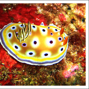 Goniobranchus geminus Goniobranchus geminus 孪生多彩海蛞蝓 Thailand 泰国 Similan 斯米兰 @LazyDiving.com 潜水时光