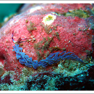 Pteraeolidia semperi 泰国 Thailand , 斯米兰 Similan @LazyDiving.com 潜水时光