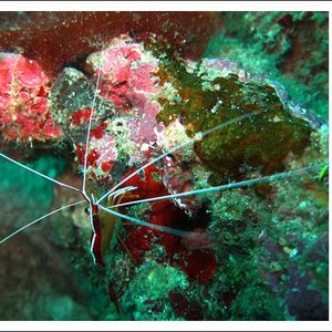 Lysmata amboinensis Lysmata amboinensis 泰国 Thailand , 斯米兰 Similan @LazyDiving.com 潜水时光