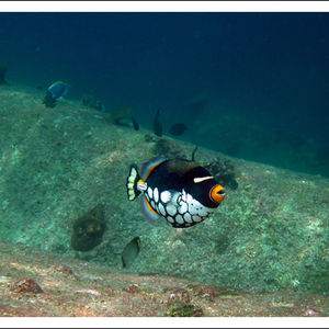 Balistoides conspicillum Balistoides conspicillum 圆斑拟鳞鲀 Thailand 泰国 Similan 斯米兰 @LazyDiving.com 潜水时光