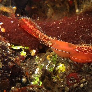 Leander plumosus Leander plumosus 唐老鸭虾 Indonesia 印度尼西亚 Bali 巴厘岛 Tulamben 图蓝本 @LazyDiving.com 潜水时光