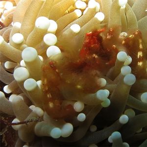 Achaeus japonicus Achaeus japonicus 印度尼西亚 Indonesia , 巴厘岛 Bali , 图蓝本 Tulamben @LazyDiving.com 潜水时光