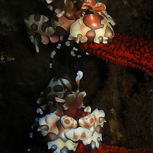 Hymenocera picta 印度尼西亚 Indonesia , �巴厘岛 Bali , 图蓝本 Tulamben @LazyDiving.com 潜水时光