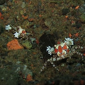 Lybia tessellata 印度尼西亚 Indonesia , 巴厘岛 Bali , 图蓝本 Tulamben @LazyDiving.com 潜水�时光