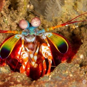 Odontodactylus scyllarus 印度尼西亚 Indonesia , 巴厘岛 Bali , 图蓝本 Tulamben @LazyDiving.com 潜水时光