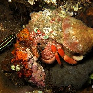 Dardanus calidus Dardanus calidus 印度尼西亚 Indonesia , 巴厘岛 Bali , 图蓝本 Tulamben @LazyDiving.com 潜水时光