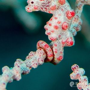 Hippocampus bargibanti 印度尼西亚 Indonesia , 巴厘岛 Bali , 图蓝本 Tulamben @LazyDiving.com 潜水时光