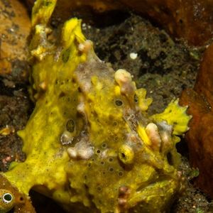 Antennarius maculatus 印度尼西亚 Indonesia , 巴厘岛 Bali , 图蓝本 Tulamben @LazyDiving.com 潜��水时光