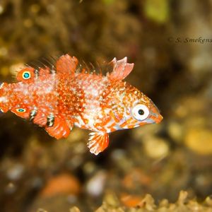 Macropharyngodon meleagris 印度尼西亚 Indonesia , 巴厘岛 Bali , 图蓝本 Tulamben @LazyDiving.com 潜水时光