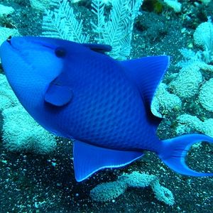 Odonus niger 印度尼西亚 Indonesia , 巴厘岛 Bali , 图蓝本 Tulamben @LazyDiving.com 潜水时光