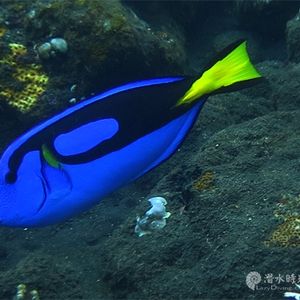 Paracanthurus hepatus 印度尼西亚 Indonesia , 巴厘岛 Bali , 图蓝本 Tulamben @LazyDiving.com 潜水时光