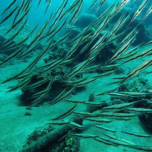 Aeoliscus strigatus 印度尼西亚 Indonesia , 巴厘岛 Bali , 图蓝本 Tulamben @LazyDiving.com 潜水时光