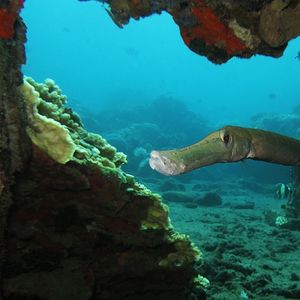 Aulostomus chinensis 印度尼西亚 Indonesia , 巴厘岛 Bali , 图蓝本 Tulamben @LazyDiving.com 潜水时光