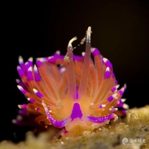 Unidentia aliciae 泰国 Thailand , 龟岛 Koh Tao @LazyDiving.com 潜水时光