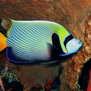 Pomacanthus imperator Pomacanthus imperator 印度尼西亚 Indonesia , 巴厘岛 Bali , 图蓝本 Tulamben @LazyDiving.com 潜水时光