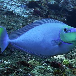 Naso vlamingii Naso vlamingii 印度尼西亚 Indonesia , 巴厘岛 Bali , 图蓝本 Tulamben @LazyDiving.com 潜水时光