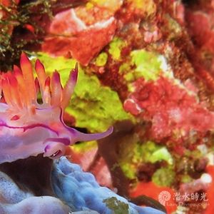 Coryphellina rubrolineata Coryphellina rubrolineata 红纹扇羽海蛞蝓 Indonesia 印度尼西亚 Bali 巴厘岛 Tulamben 图蓝本 @LazyDiving.com 潜水时光