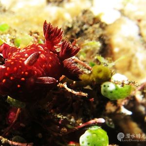 Nembrotha yonowae Nembrotha yonowae 优瑙多角海蛞蝓 Indonesia 印度尼西亚 Bali 巴厘岛 Tulamben 图蓝本 @LazyDiving.com 潜水时光