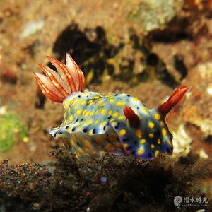 Hypselodoris infucata Hypselodoris infucata 斑点多彩海蛞蝓 Indonesia 印度尼西亚 Bali 巴厘岛 Tulamben 图蓝本 @LazyDiving.com 潜水时光