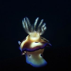 Hypselodoris tryoni 印度尼西亚 Indonesia , 巴厘岛 Bali , 图蓝本 Tulamben @LazyDiving.com 潜水时光