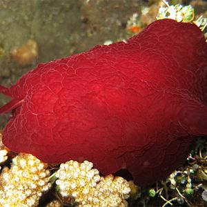 Pleurobranchus forskalii 印度尼西亚 Indonesia , 巴厘岛 Bali , 图蓝本 Tulamben @LazyDiving.com 潜水时光