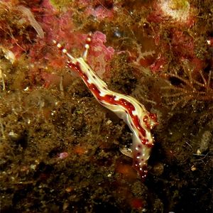 Hypselodoris decorata Hypselodoris decorata 饰纹多彩海蛞蝓 Indonesia 印度尼西亚 Bali 巴厘岛 Tulamben 图蓝本 @LazyDiving.com 潜水时光