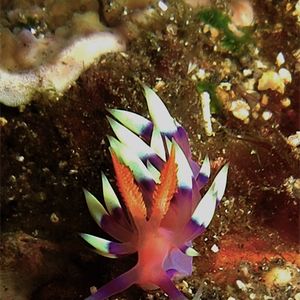 Coryphellina exoptata Coryphellina exoptata 美艳扇羽海蛞蝓 Indonesia 印度尼西亚 Bali 巴厘岛 Tulamben 图蓝本 @LazyDiving.com 潜水时光